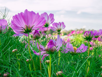 Close-up of pink flowering plants on field