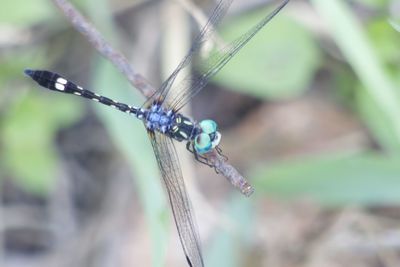 Close-up of damselfly on leaf