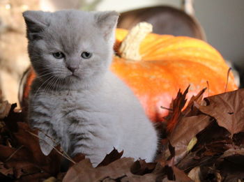 Close-up of cat