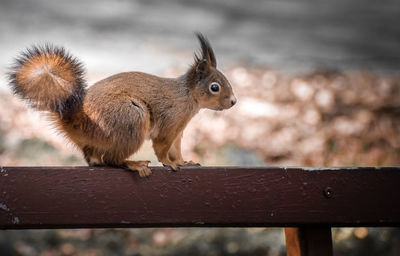 Close-up of squirrel