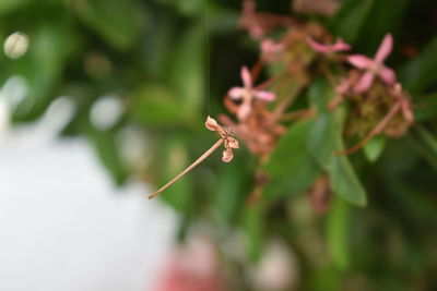 Close-up of insect on plant