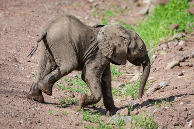 Elephant calf walking on field