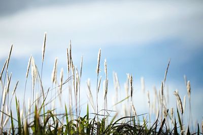 Close-up of fresh grass on field against sky