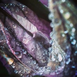 Close-up of water drops on flower