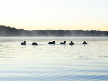 Side view of birds in calm lake