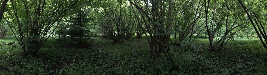 Scenic view of forest