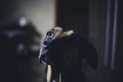 Close-up of a dog looking away