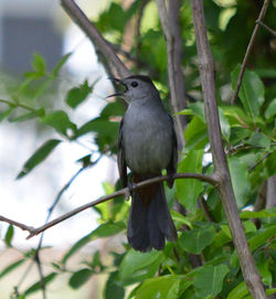 Close-up of bird perching on branch