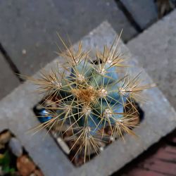 High angle view of cactus plant