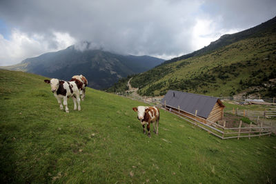 Horses in a field