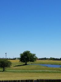 Scenic view of tree against clear blue sky