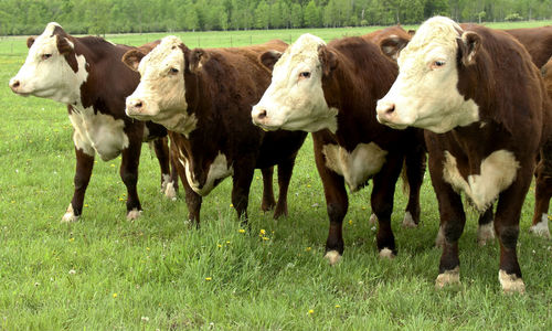 Cows standing in a field