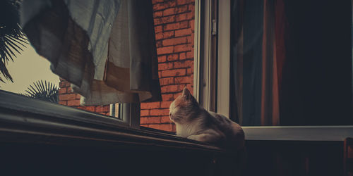 Cat sitting by window