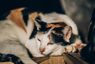 Close-up of a sleeping cat