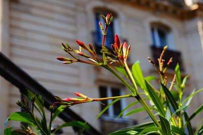 Close-up of plant against building