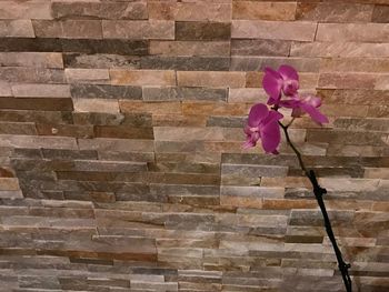 Close-up of pink flower blooming against brick wall