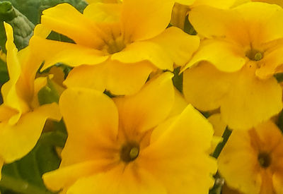 Close-up of yellow flower