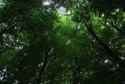 Low angle view of trees in forest