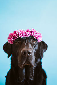 Close-up of a dog against blue background