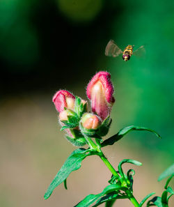 Close-up of bee pollinating on flower