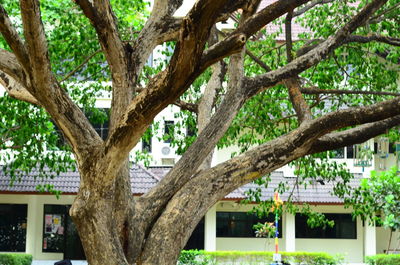 Tree in front of building