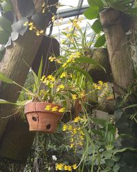 Low angle view of plants