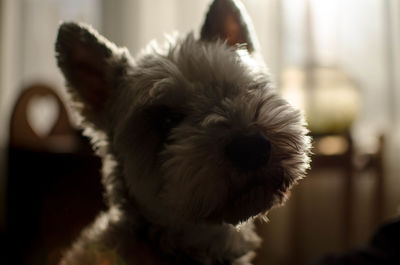 Close-up portrait of dog at home