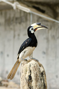 Close-up of bird perching on wooden post