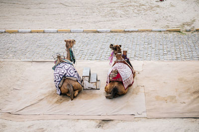 High angle view of two people resting