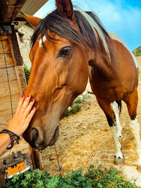 Close-up of a horse