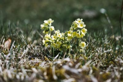 Close-up of yellow crocus flowers on field