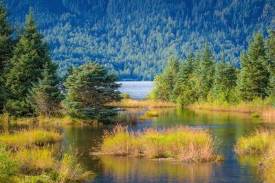 Scenic view of lake