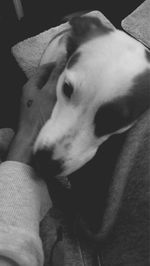 Close-up portrait of dog relaxing at home