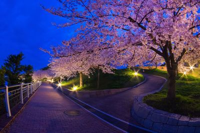 View of cherry blossom at night