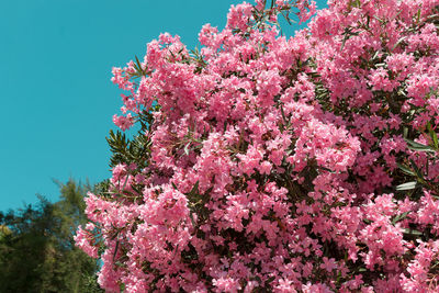 Low angle view of pink cherry blossoms against sky