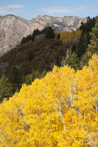 Scenic view of yellow flowering plants and mountains during autumn