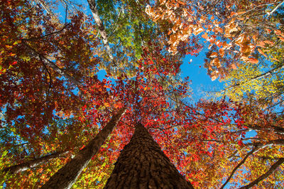 Low angle view of trees against sky