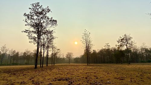 Trees on field against sky during sunset