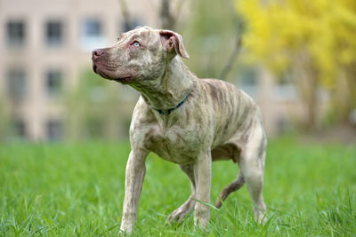 Close-up of a dog looking away