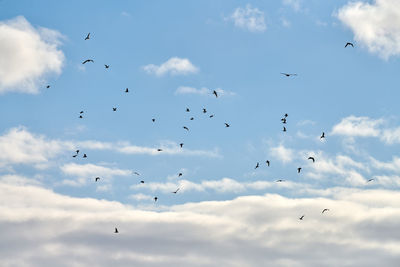 Seagulls flying high in blue sky with white fluffy clouds. silhouettes of hovering birds in sky