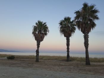 Palm trees on beach against clear sky at sunset