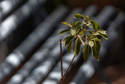 Close-up of plant