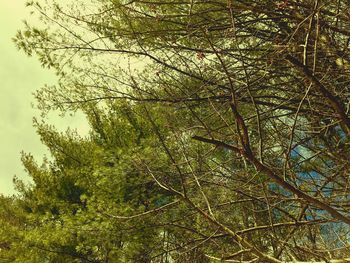 Low angle view of tree in forest