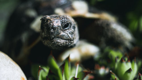 Close-up portrait of a lizard