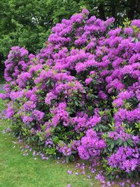 Close-up of pink flowers