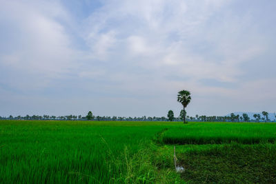 Scenic view of agricultural field against sky