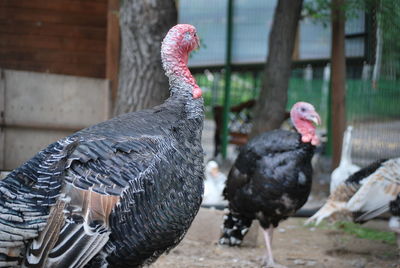 Close-up of birds