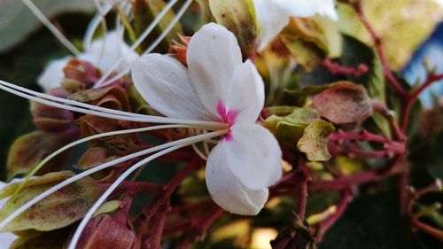 Close-up of flowers blooming outdoors