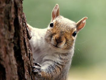 Portrait of squirrel on tree