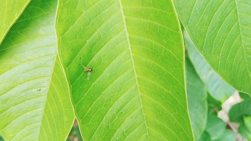 Close-up of insect on leaf